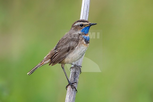 Adult male Turkestan Bluethroat (Luscinia svecica pallidogularis) aka Steppe Bluethroat on a branch in Ekaterinburg, Russia. stock-image by Agami/Vincent Legrand,