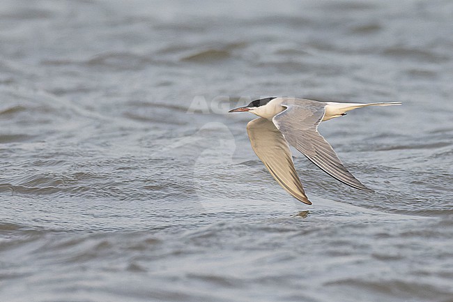Common Tern (Sterna hirundo) in adult summer plumage in flight. stock-image by Agami/David Monticelli,