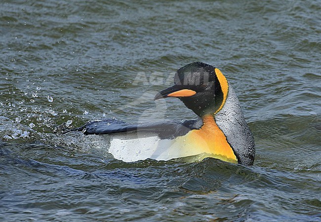 Een zwemmende Koningspinguïn A swimming King Penguin stock-image by Agami/Jacques van der Neut,