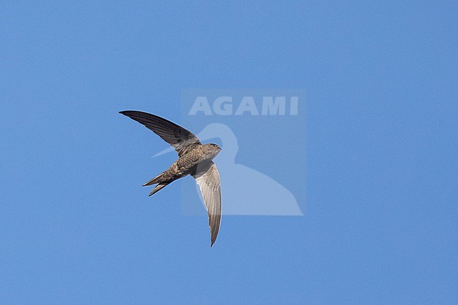 Plain Swift (Apus unicolor), flying, with a blue sky as background, in Tenerife, Canay islands. stock-image by Agami/Sylvain Reyt,