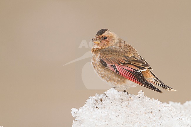 Atlasbergvink, African Crimson-winged Finch stock-image by Agami/Ralph Martin,