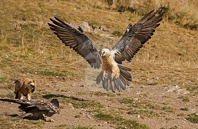 Bearded Vulture in flight, Lammergier in de vlucht stock-image by Agami/Alain Ghignone,