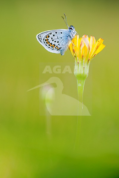 Heideblauwtje, Silver-studded Blue stock-image by Agami/Wil Leurs,