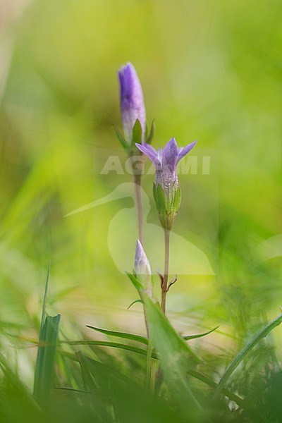 Chiltern Gentian,  Gentianella germanica stock-image by Agami/Wil Leurs,
