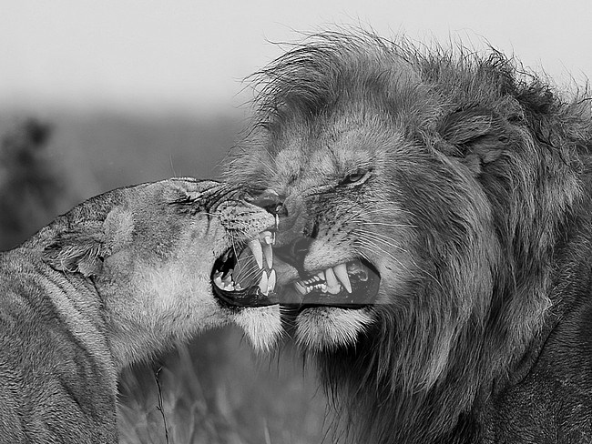 Close up of a pair of Lions, (Panthera leo) growling to each other. Kenya stock-image by Agami/Markku Rantala,