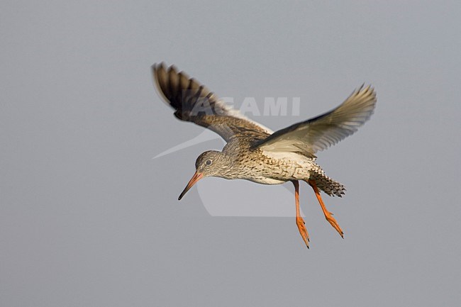 Tureluur landend; Common Redshank landing stock-image by Agami/Arie Ouwerkerk,