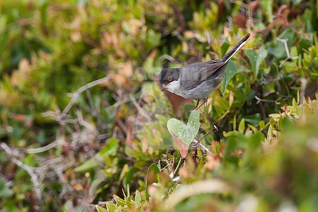 Kleine Zwartkop, Sardinian Warbler, Sylvia melanocephala ssp. melanocephala, Portugal stock-image by Agami/Ralph Martin,
