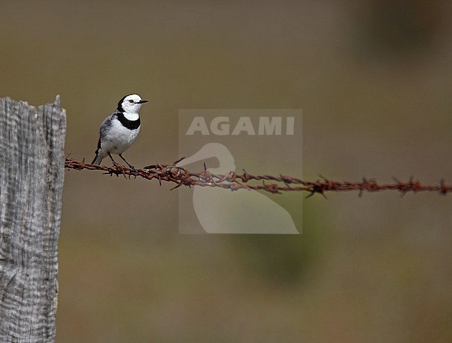 Male White-fronted Chat (Epthianura albifrons) stock-image by Agami/Andy & Gill Swash ,