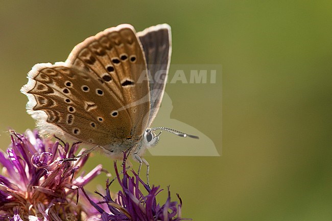Getand blauwtje / Meleager's Blue (Polyommatus daphnis) stock-image by Agami/Wil Leurs,