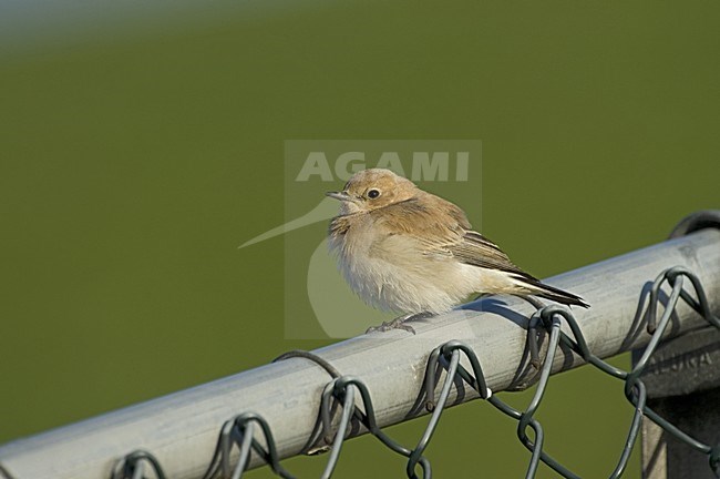 Western Black-eared Wheatear female;Westelijke Blonde Tapuit vrouw stock-image by Agami/Marc Guyt,
