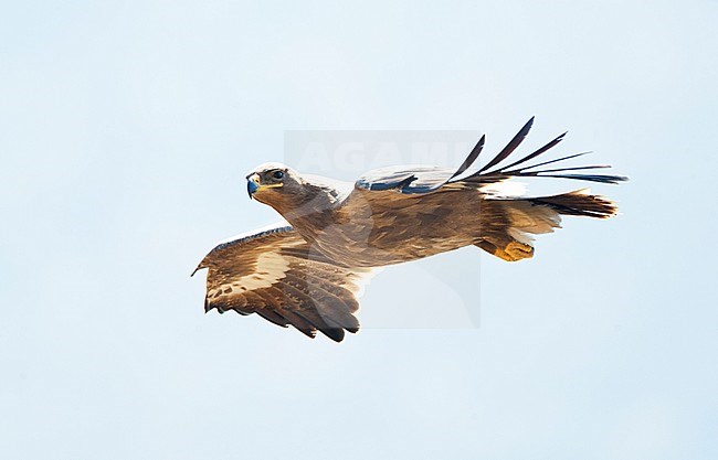  stock-image by Agami/AGAMI,