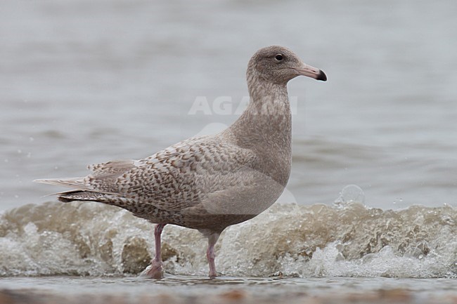 Eerste winter Grote Burgemeester; First winter Glaucous Gull stock-image by Agami/Arnold Meijer,