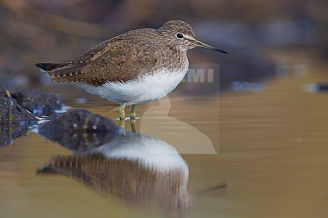 Green Sandpiper (Tringa ochropus), side view of an adult standing in the water, Campania, Italy stock-image by Agami/Saverio Gatto,