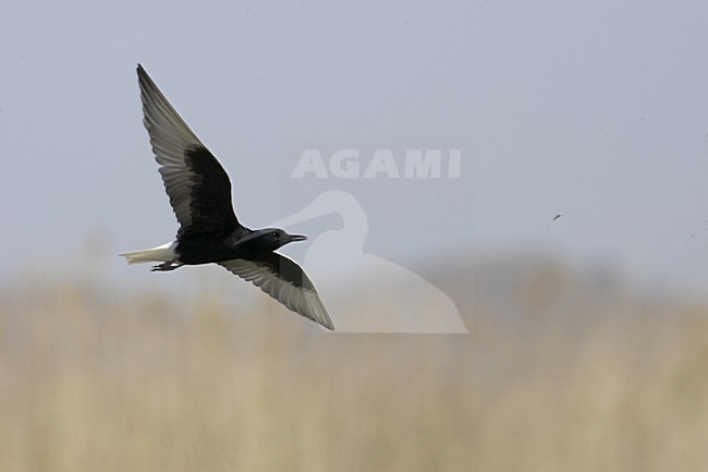 White-winged Tern adult summer-plumage flying, Witvleugelstern adult zomerkleed vliegend stock-image by Agami/Jari Peltomäki,