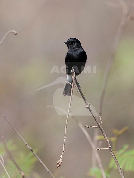 Front view of an adult male Pied Bush Chat (Saxicola caprata) sitting on a branch.Thailand, Asia stock-image by Agami/Markku Rantala,