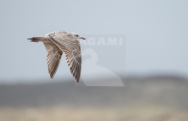 Second calender year European Herring Gull (Larus argentatus) in the Netherlands. Flying over the North Sea coast at Katwijk, showing upper wing pattern. stock-image by Agami/Marc Guyt,