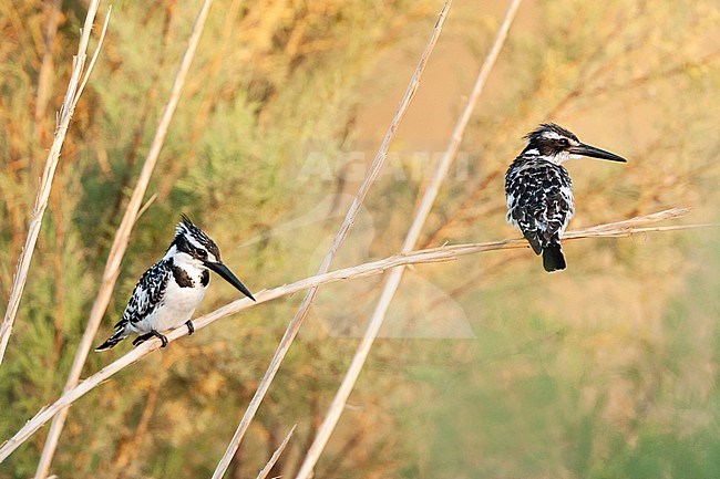 Pair of Pied Kingfishers (Ceryle rudis) sitting together in riverbed near Eilat, Israel. stock-image by Agami/Marc Guyt,