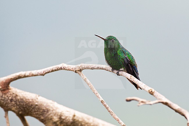 Blauwbuikamazilia, Steely-vented Hummingbird, Amazilia saucerottei stock-image by Agami/Marc Guyt,