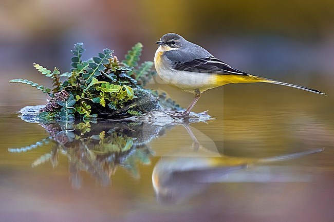 Grey Wagtail (Motacilla cinerea) in Italy. stock-image by Agami/Daniele Occhiato,