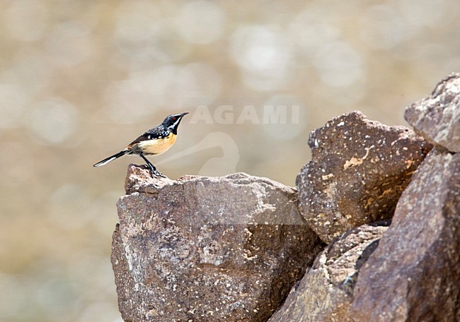 Roodborstrotsspringer zittend op een rots, Orange-breasted Rock-Jumper perched on a rock stock-image by Agami/Marc Guyt,