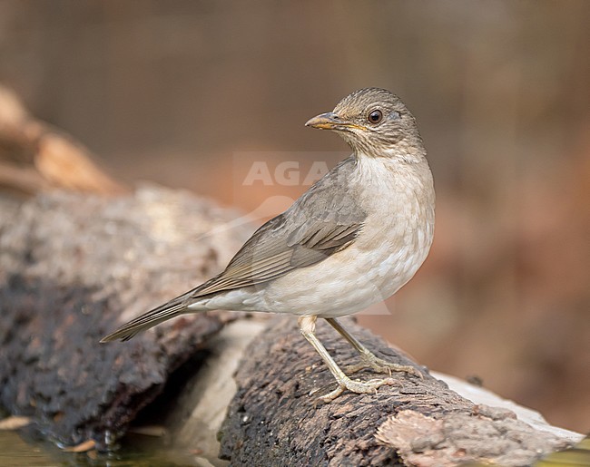 African Thrush, Turdus peliosr stock-image by Agami/Hans Germeraad,
