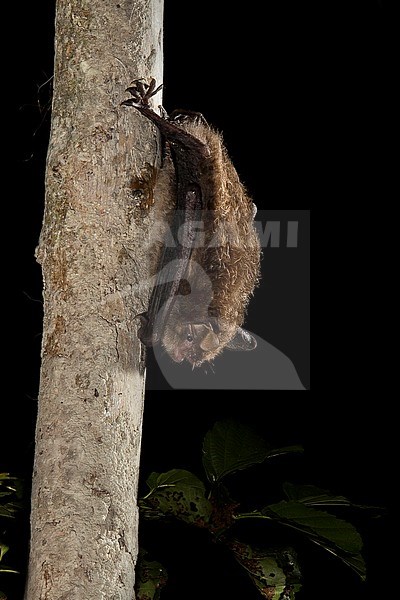Daubenton's Bat (Myotis daubentonii) in France. Hanging to a tree, upside down. stock-image by Agami/Theo Douma,