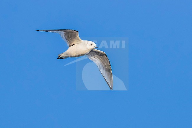 1st winter Ross's Gull flying over the deck in Vlissingen, Zeeland, The Netherlands. February 5, 2018. stock-image by Agami/Vincent Legrand,