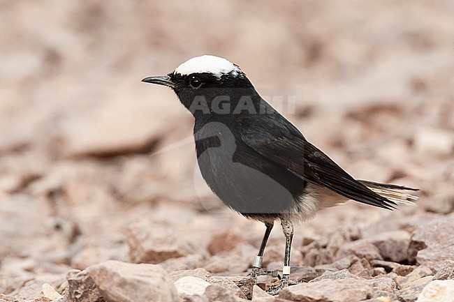 White-crowned Wheatear (Oenanthe leucopyga) in desert canyon near Eilat, Israel. stock-image by Agami/Marc Guyt,