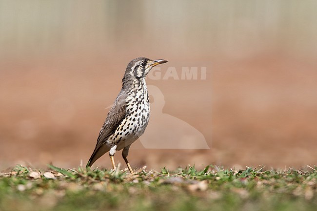 Groundscraper Thrush, Turdus litsitsirupa, in South Africa. Standing on the ground. stock-image by Agami/Marc Guyt,