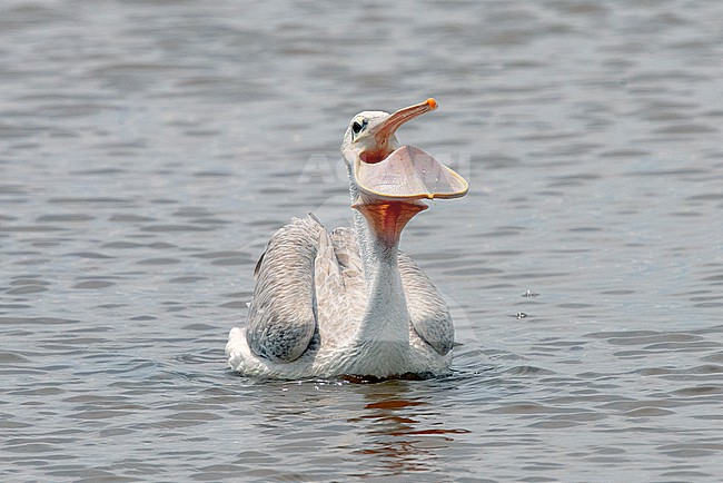Pink-backed Pelican (Pelecanus rufescens) at Lake Naivasha. stock-image by Agami/David Monticelli,