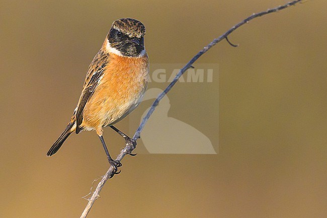 European Stonechat (Saxicola rubicola) male, perched on a stem of vegetation. stock-image by Agami/Sylvain Reyt,