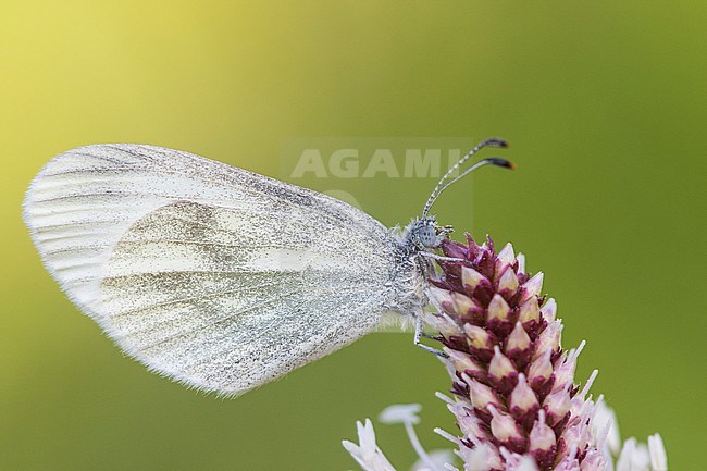 Wood White, Boswitje, Leptidea sinapis stock-image by Agami/Wil Leurs,
