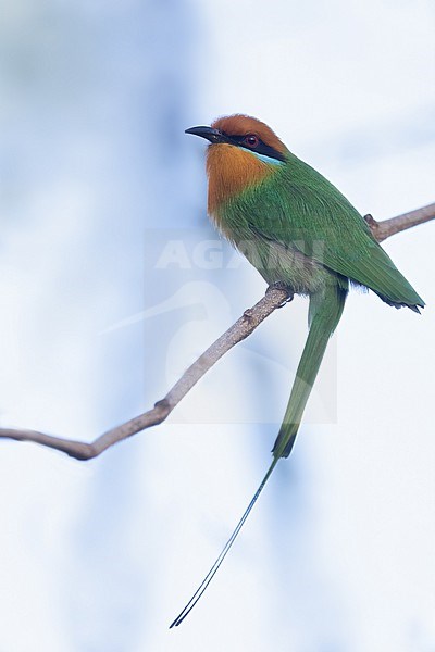 Böhm's bee-eater (Merops boehmi) perched on a branch in Tanzania. stock-image by Agami/Dubi Shapiro,