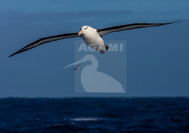 Adult Black-browed Albatross (Thalassarche melanophris) in flight over the southern Atlantic ocean. stock-image by Agami/Marc Guyt,