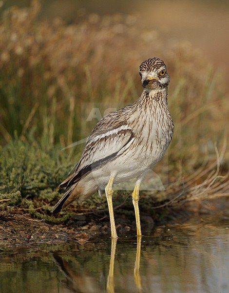 Adult Eurasian Stone-curlew (Burhinus oedicnemus oedicnemus) at Laguna de Taray, Castilla-La Mancha, Spain stock-image by Agami/Helge Sorensen,