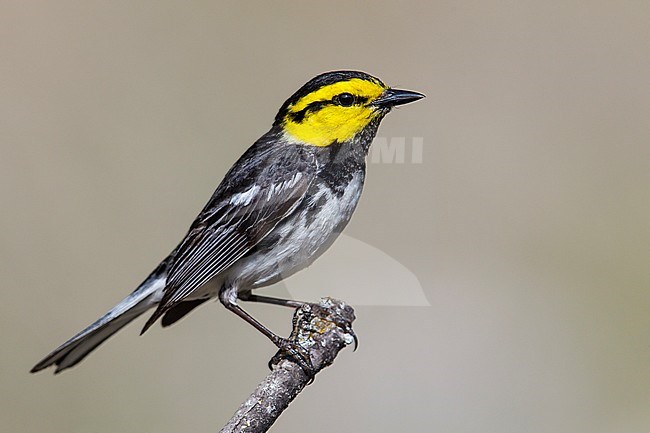 Adult male
Kimble Co., TX
April 2013 stock-image by Agami/Brian E Small,