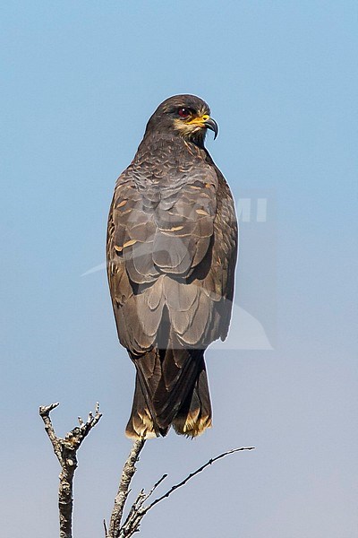 Adult female Everglade Snail Kite (Rostrhamus sociabilis plumbeus) Miami-Dade County, Florida, United States. stock-image by Agami/Brian E Small,