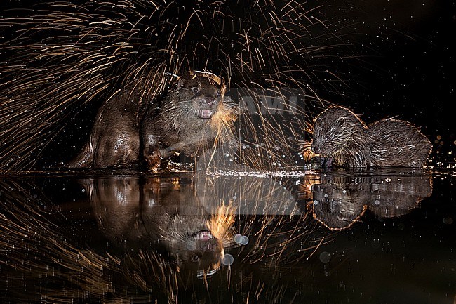 Europese Otters vissend in de nacht; Nightly fishing Otters (Lutra lutra) stock-image by Agami/Bence Mate,