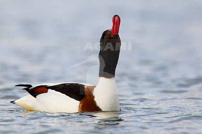 Bergeend; Common Shelduck stock-image by Agami/Daniele Occhiato,