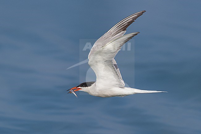 Common Tern, Sterna hirundo, in Italy. Adult in flight with a small fish as prey. stock-image by Agami/Daniele Occhiato,