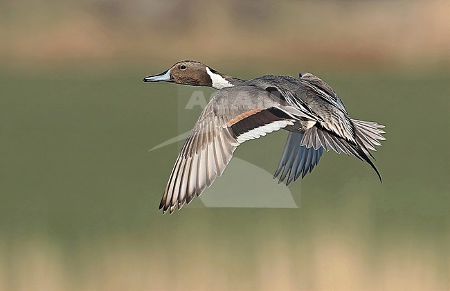 Northern Pintail, Anas acuta adult male in flight, seen from the side, showing upperwing and uppertail. stock-image by Agami/Fred Visscher,