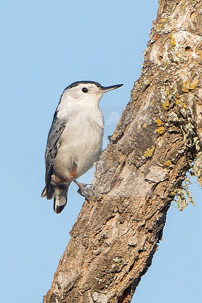 Adult male
Santa Barbara Co., CA
November 2021 stock-image by Agami/Brian E Small,