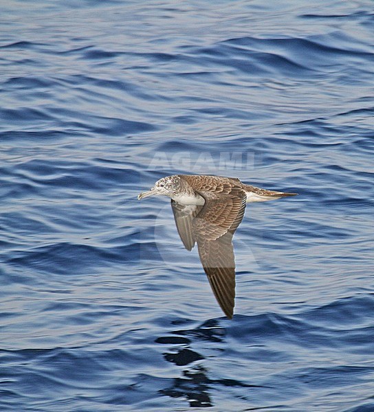 Streaked Shearwater (Calonectris leucomelas) in flight over te sea surface in the Pacific Ocean off Japan. stock-image by Agami/Pete Morris,
