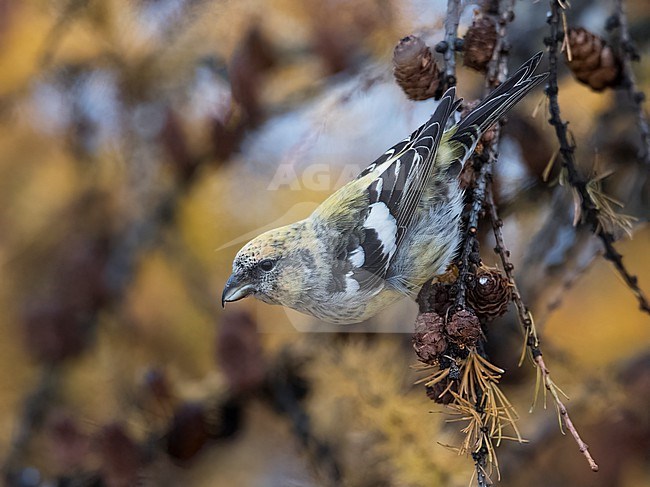 Side view of a female Two-barred Crossbill (Loxia leucoptera) feeding on tree branch. Finland, Helsinki. stock-image by Agami/Markku Rantala,