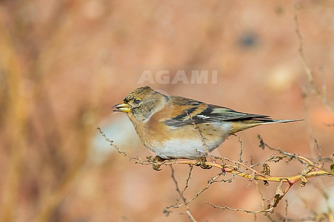 Keep, Brambling, Fringilla Montifringilla stock-image by Agami/Menno van Duijn,