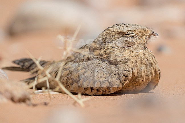 Egyptian Nightjar (Caprimulgus aegyptius saharae), close-up of an adult resting on the ground in Morocco. stock-image by Agami/Saverio Gatto,
