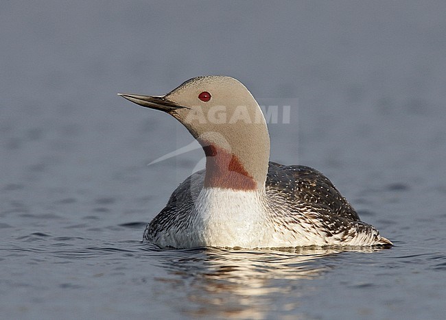 Adult breeding 
Nome, AK 
June 2009 stock-image by Agami/Brian E Small,