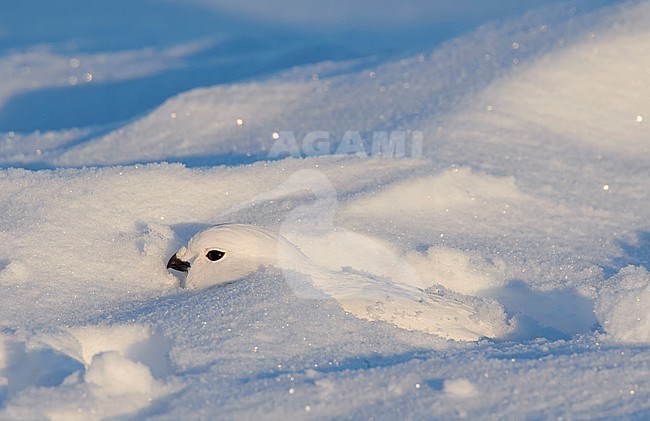 Willow Grouse (Lagopus lagopus) Utsjoki Finland, in a snow cave. stock-image by Agami/Markus Varesvuo,
