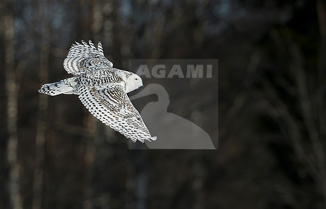 Snowy Owl (Nyctea scandiaca) Rovaniemi Finland March 2012 stock-image by Agami/Markus Varesvuo,