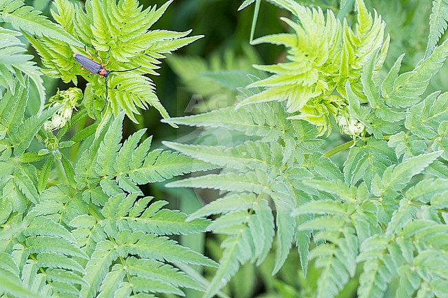 Phytoecia affinis - Schwarzfüßiger Walzenhalsbock, Germany (Baden-Württemberg), imago, pair copulating stock-image by Agami/Ralph Martin,